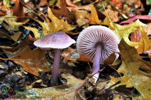 mycena pura